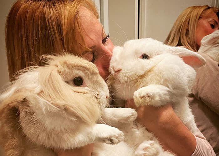 O'Beau Cabot : toilettage lapin à Lucé près de Chartres en Eure-et-Loir (28)